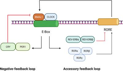 Emerging Insight Into the Role of Circadian Clock Gene BMAL1 in Cellular Senescence